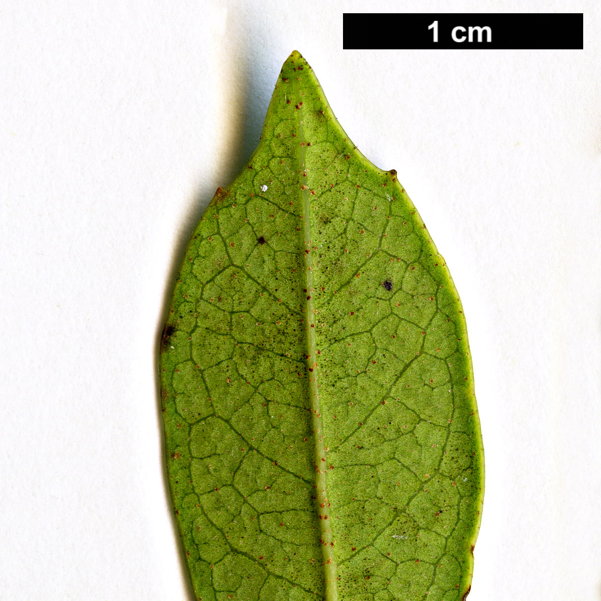 High resolution image: Family: Hamamelidaceae - Genus: Distylium - Taxon: racemosum